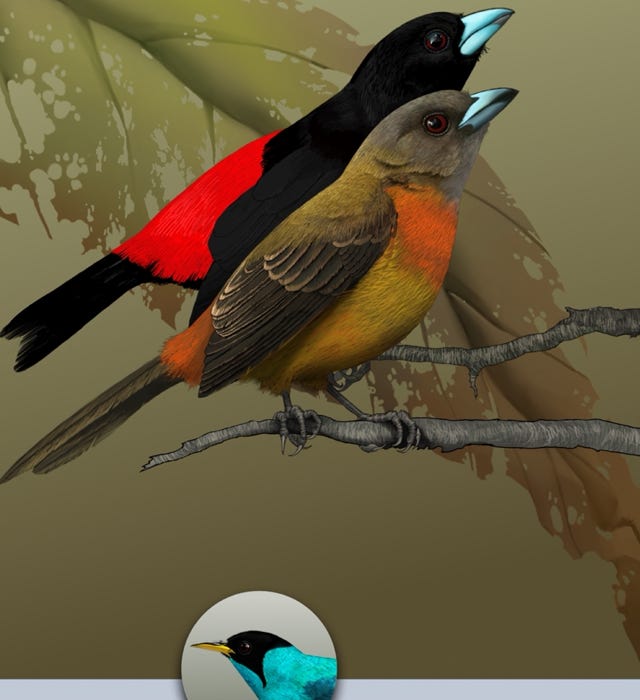 1101+ Common birds of Costa Rica, Scarlet-rumped Tanager