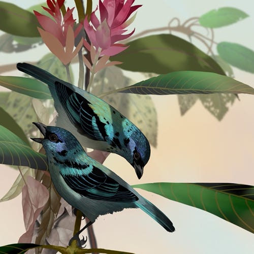 Azure-rumped Tanager