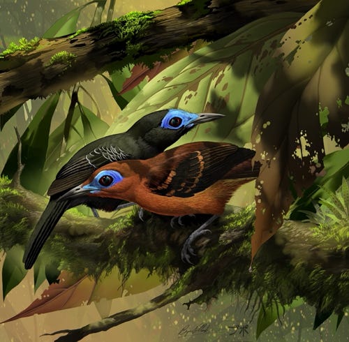 Bare-crowned Antbird painting