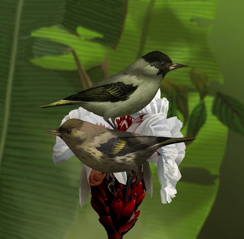 Black-capped Siskin painting