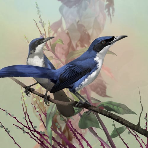 Blue & White Mockingbird painting
