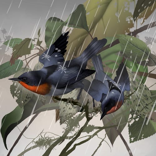 Flame-throated Warbler painting