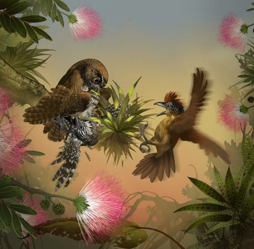 Pygmy Owl Attack painting