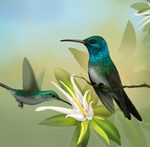 Mangrove Hummingbird painting