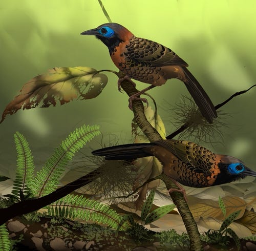 Oceilated Antbird painting