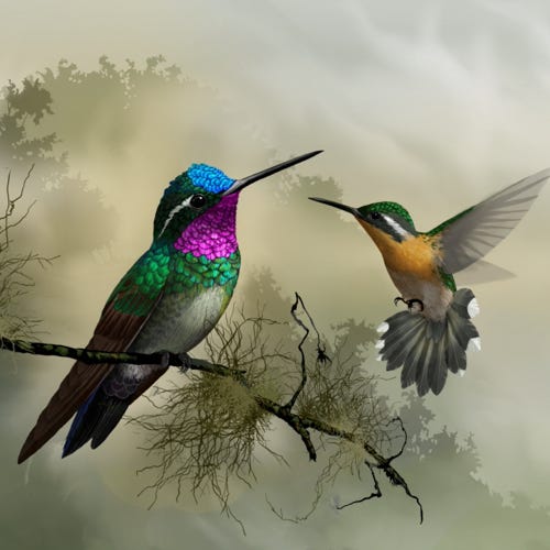 Purple-throated Mountain gem painting