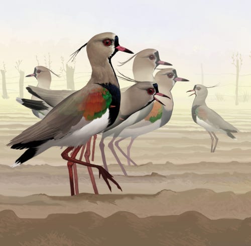 Southern Lapwing painting