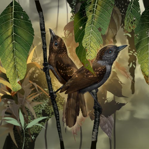 Spiny-faced Antshrike painting