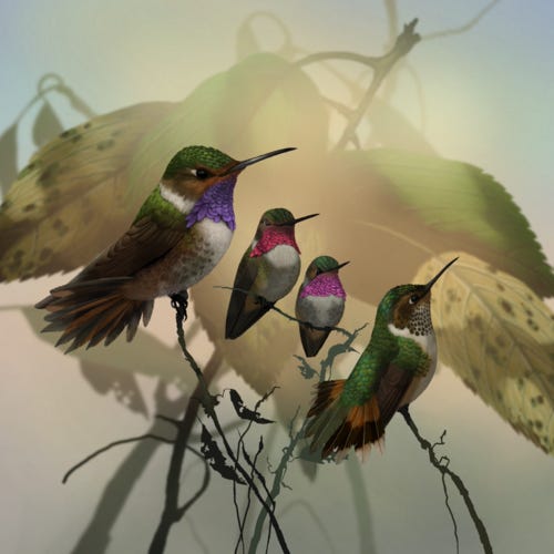 Volcano Hummingbird painting