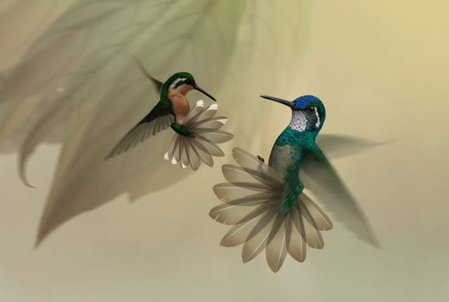 White-throated Mountain-gem